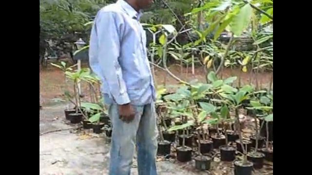 Plumeria-Fallen Leaves.wmv смотреть онлайн