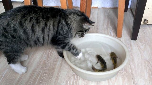 КОТ " РЫБАЧИТ" смотреть онлайн