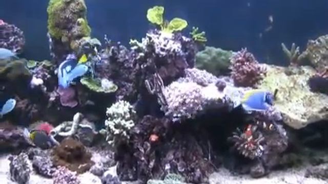 Berdon 510l reef aquarium now with 5 tangs смотреть онлайн