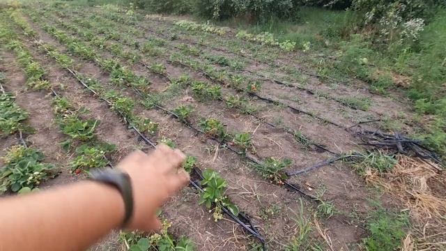 Трипс на клубнике, как его обнаружить и как с ним бороться. Признаки поражения ягод трипсом.