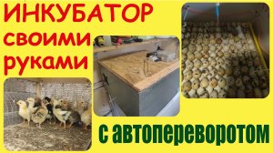 Самодельный инкубатор с автопереворотом яиц