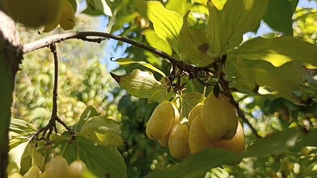 Кизил. Огляд сортів смотреть онлайн