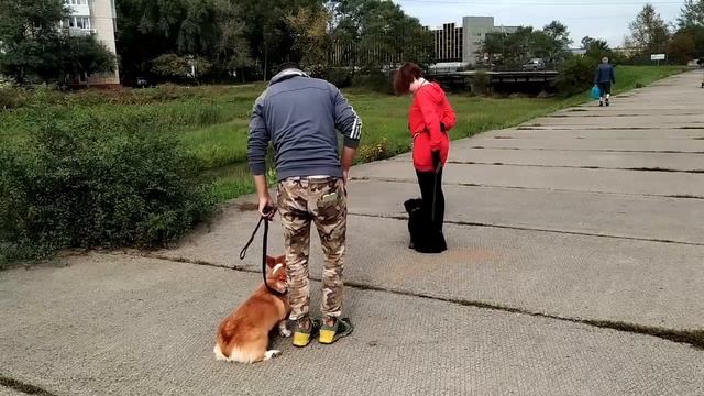 Как научить щенка команде рядом повороты на месте на примере щенка цвергшнауцера смотреть онлайн