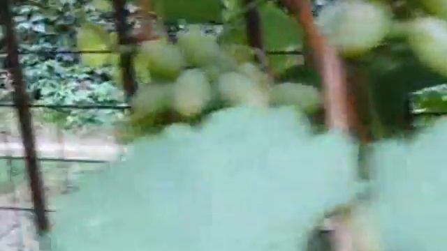 Выбор сорта винограда для своего региона? Сорт "Тимур". смотреть онлайн