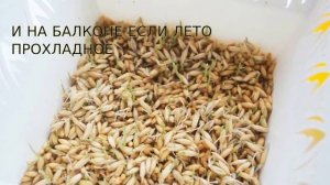 Травка для кошек прорастить быстро ОВЕС
