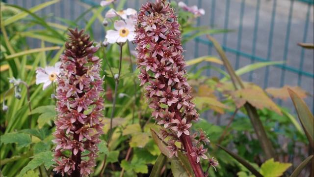 Tuto Jardin: Eucomis Comosa Sparkling Burgundy: Photos De Fleurs Et De Plantes Vivaces