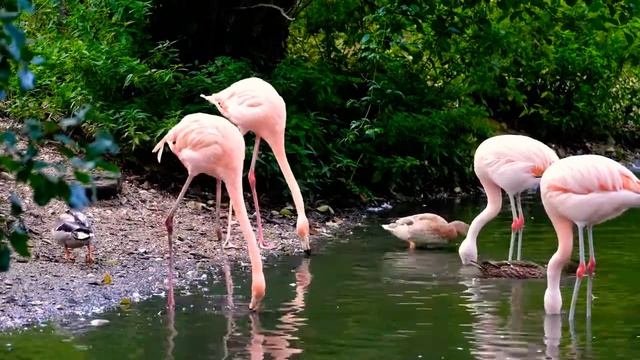 Flamingo Bird || Pink And Red  Flamingo Bird.
