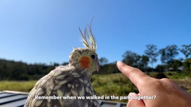What can birds do if trees are cut down? смотреть онлайн