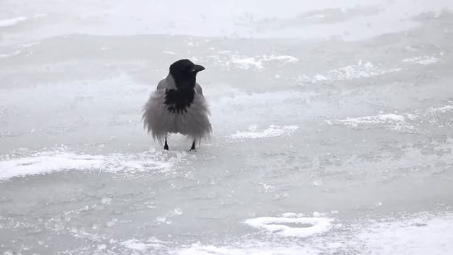 Вы видели как каркает серая ворона (Corvus cornix)? Птицы Беларуси. смотреть онлайн