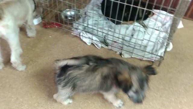 Мелочь Донецкого приюта "4 ЛАПКИ" :) смотреть онлайн