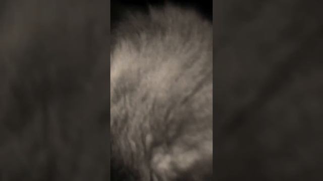 Тайная жизнь домашних питомцев смотреть онлайн