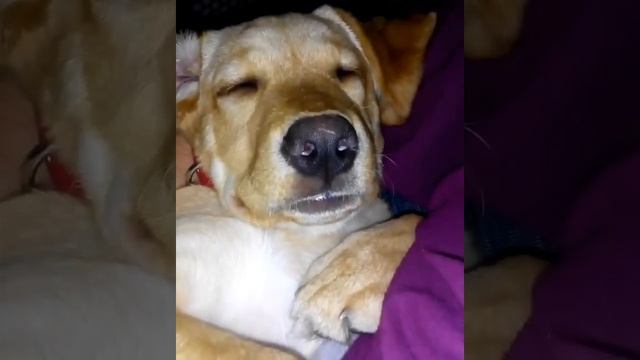 Храп смотреть онлайн