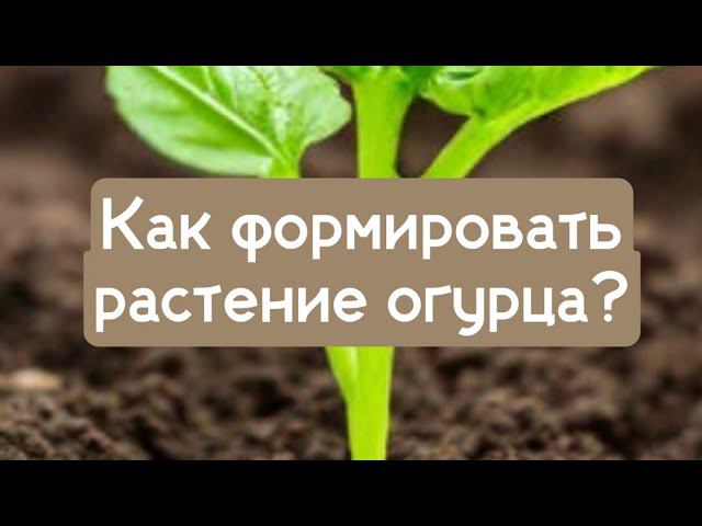 Как формировать растение огурца, 03.04.2023г. смотреть онлайн