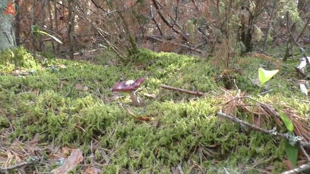 Жара в сухом сосновом бору! Колпаки и сыроежки. Дневник грибника 16 августа 2022 года. смотреть онлайн
