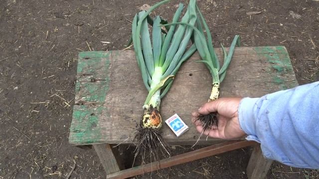 Почему нам нравится озимый лук севок. смотреть онлайн