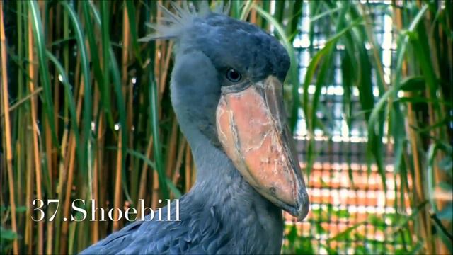 300 Animal Videos For Kids | 300 Animales Para Niños En Inglés | Learn 300 Animal Name In English