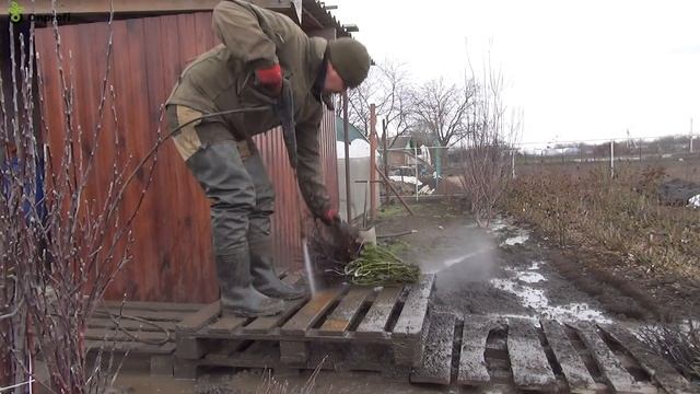 Готовим розы к отправке. rozapochtoi.ru смотреть онлайн
