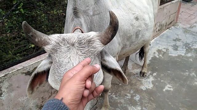 Aaj mere ghar me new member ki entry huyi aur vo new member ka nam #गौ_Mata_ смотреть онлайн