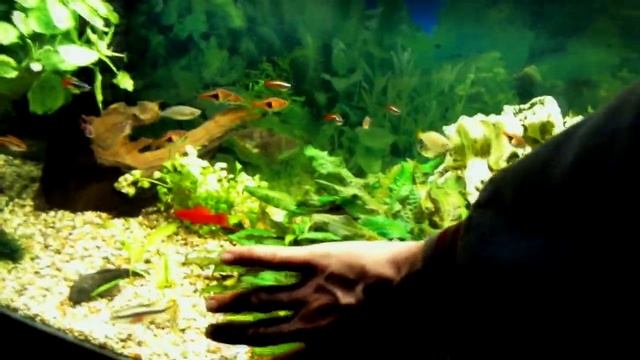 Аквариум с мирными рыбками - это просто (UpDate 03/01/15) смотреть онлайн