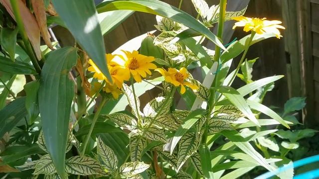 Heliopsis Helianthoides Sunburst, One Of The Most Beautiful Variegated Foliage Hardy Garden Plants