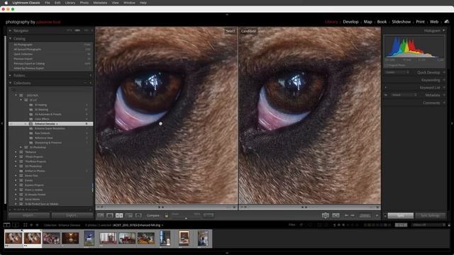 Everything You Need To Know About Denoise In Lightroom Classic
