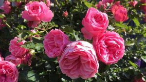 Розы в саду. Самые устойчивые розы