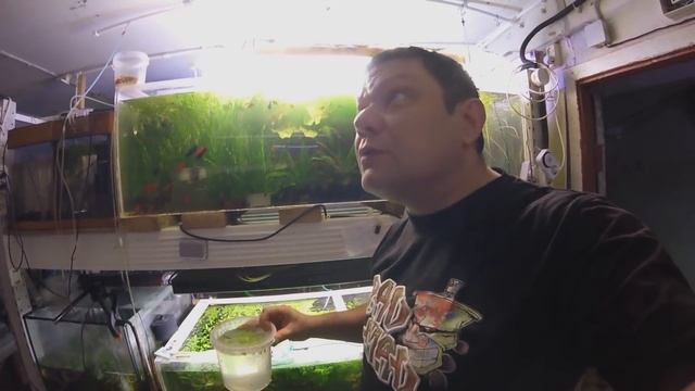 Нерест гурами смотреть онлайн