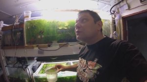 Нерест гурами