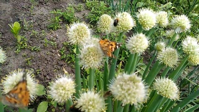 Туча бабочек откуда и куда? смотреть онлайн