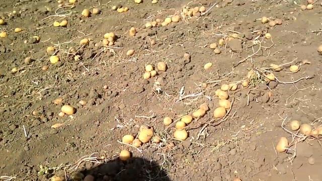 Копка картофеля по не убранной ботве (2013). Мотоблок Мотор Сич. смотреть онлайн