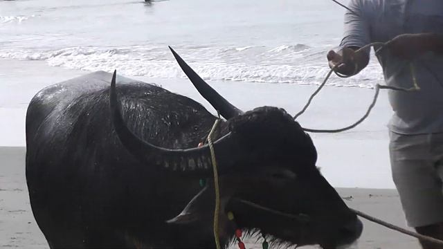 Индия,Южный Гоа, пляж Беталбатим, необычные посетители пляжа! смотреть онлайн