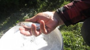 Быстрая  и полная чистка уклейки или другой мелкой рыбы.