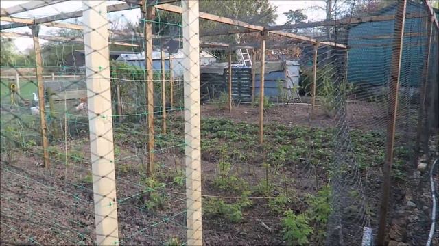 Castle Hill Garden   Salad Crops Brassica And Crop Protection.