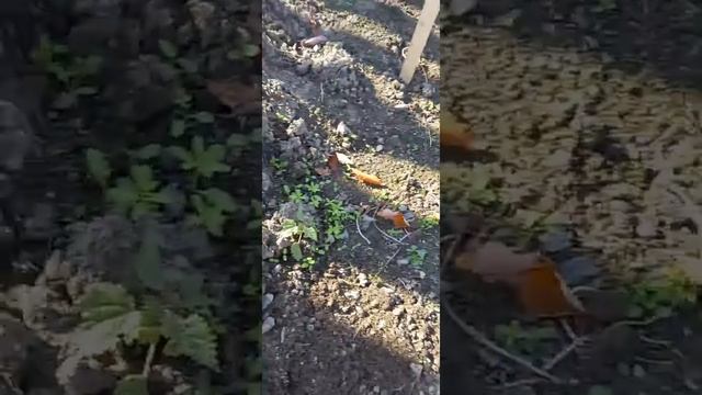 Посадка под зиму многолетних цветов гвоздики покупных и своих семян. смотреть онлайн