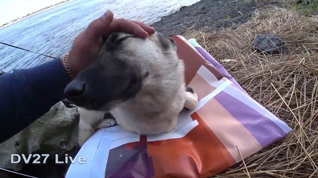 Опять нацепляли сазанов на резинку// Рыбалка на Амуре смотреть онлайн