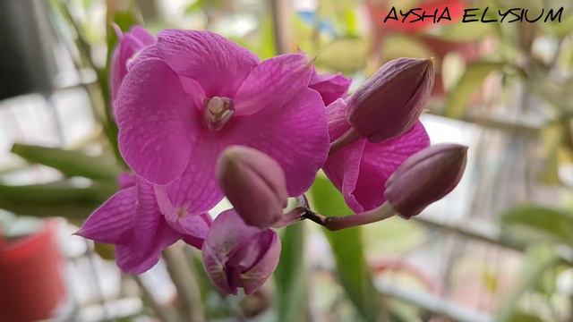 New Collection Lipless Mini Dendrobium Orchid।।। смотреть онлайн