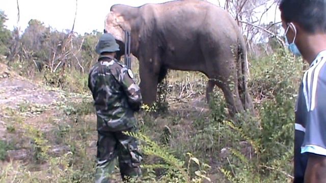 Elephant caught up with Deadly Snare was fortunate to meet kind people to treat her swollen leg смотреть онлайн