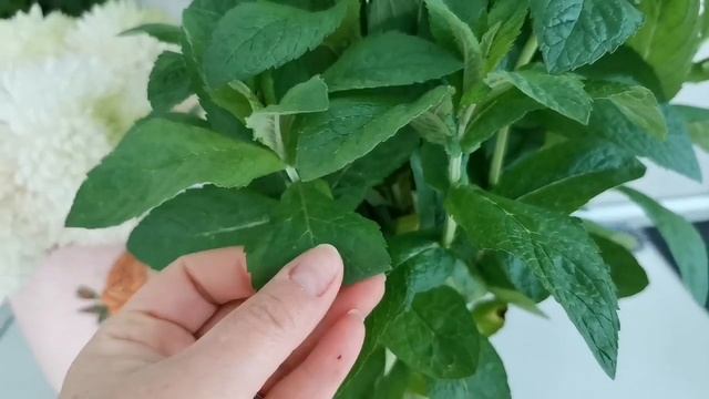 Хризантемы которые стоят в вазе 30 дней. смотреть онлайн