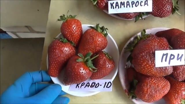 ОБЗОР СОРТОВ CRAPO10, PRIMI. VIVARA, APRICA и других сортов смотреть онлайн