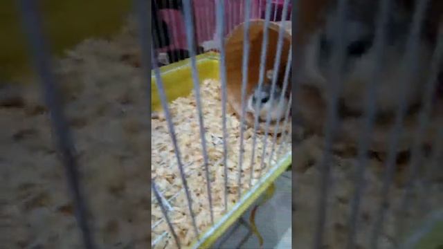 Плюсы и минусы хомяков смотреть онлайн