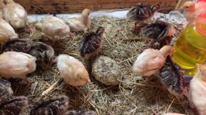 Брудер, обогрев, лампы, терморегулятор,,,