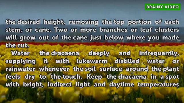 How to Branch a Dracaena смотреть онлайн