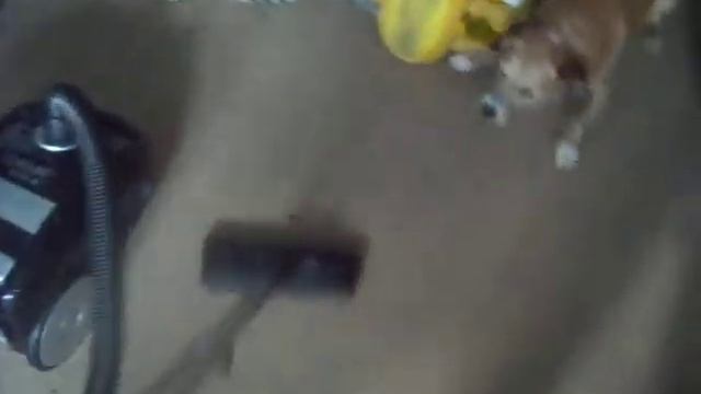 Chien Vs Aspirateur !! смотреть онлайн