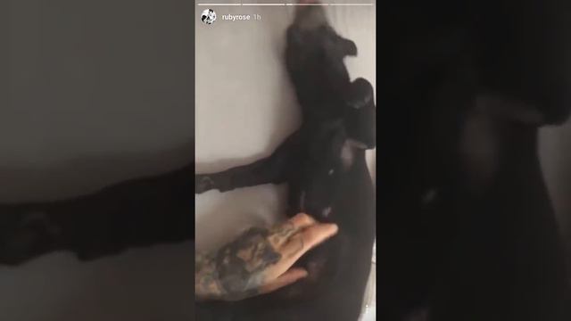 Ruby Rose and Dog Love Instagram Stories | Aug 18, 2016 смотреть онлайн