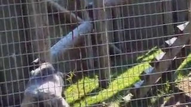 Торонто,зоопарк,обезьяны смотреть онлайн