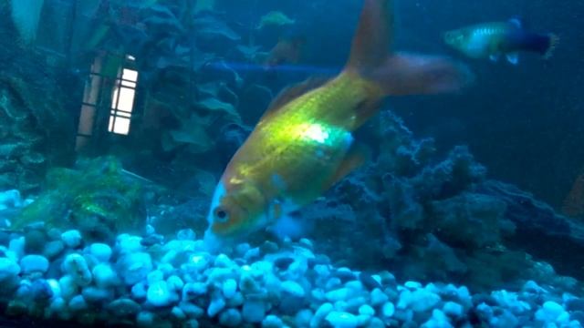 АКВАРИУМ с рыбками Aquarium With Fish