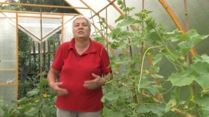 Голова садовая - Почему желтеют огурцы