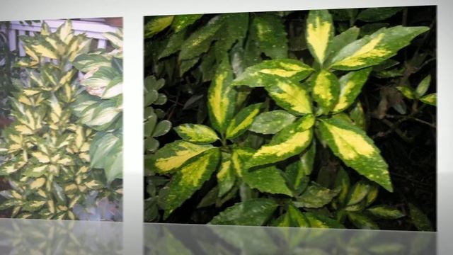 Аукуба японская (Aucuba japonica) - вечнозеленый кустарник. смотреть онлайн