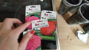 Посеяла цинии агрофирма Партнер