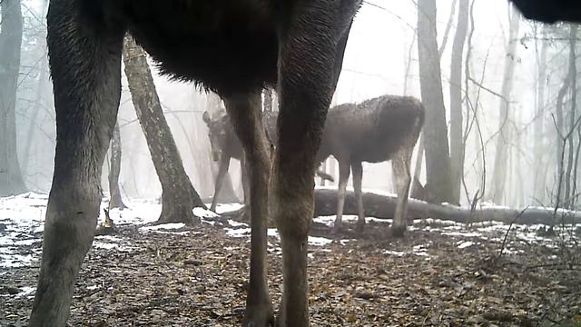 Видеоловушки ландшафтного заказника "Выгонощанское" смотреть онлайн